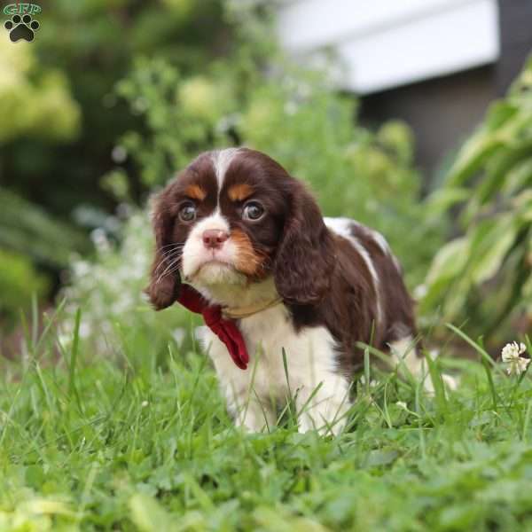 Rocco, Cavalier King Charles Spaniel Puppy